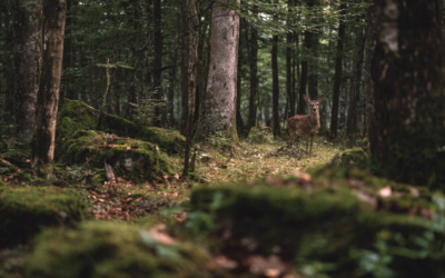 When We Step Outside, Something Remembers Us